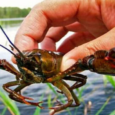 вилов раків