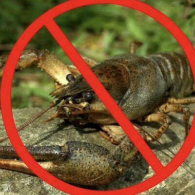 заборона на вилов раків