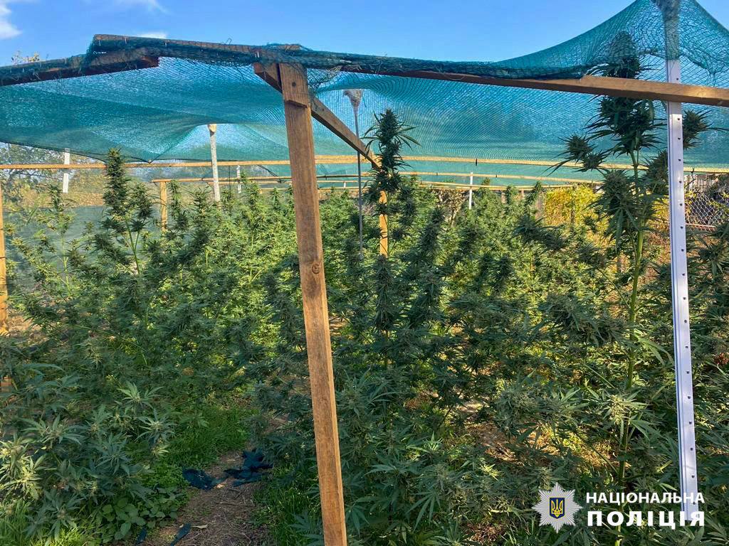наркоплантація