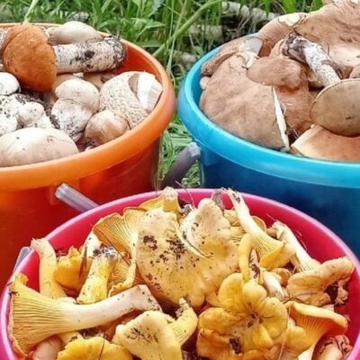 отруєння грибами