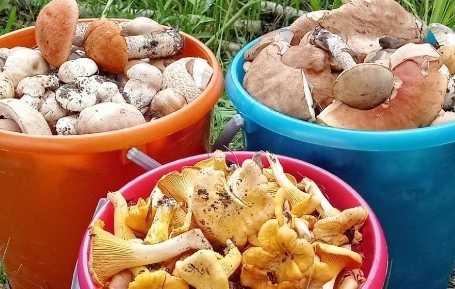 отруєння грибами
