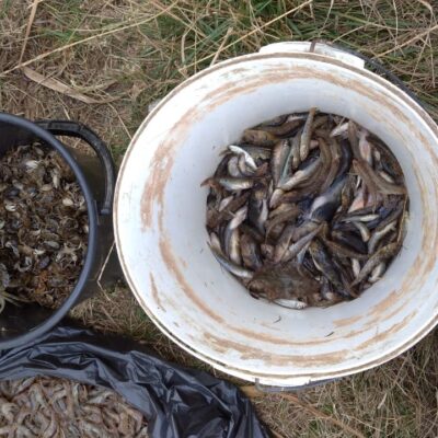 креветки та краби