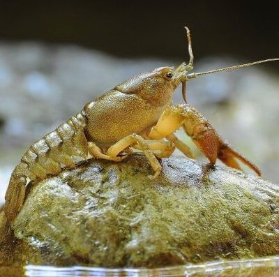 раки заборона
