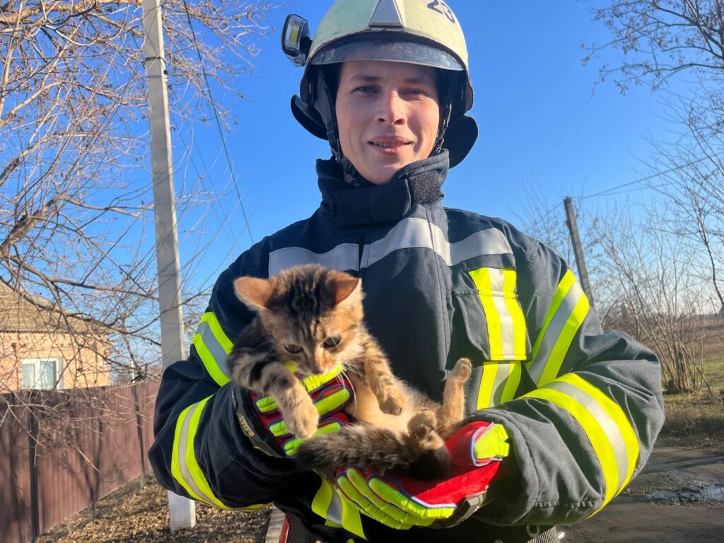 дснс кошеня