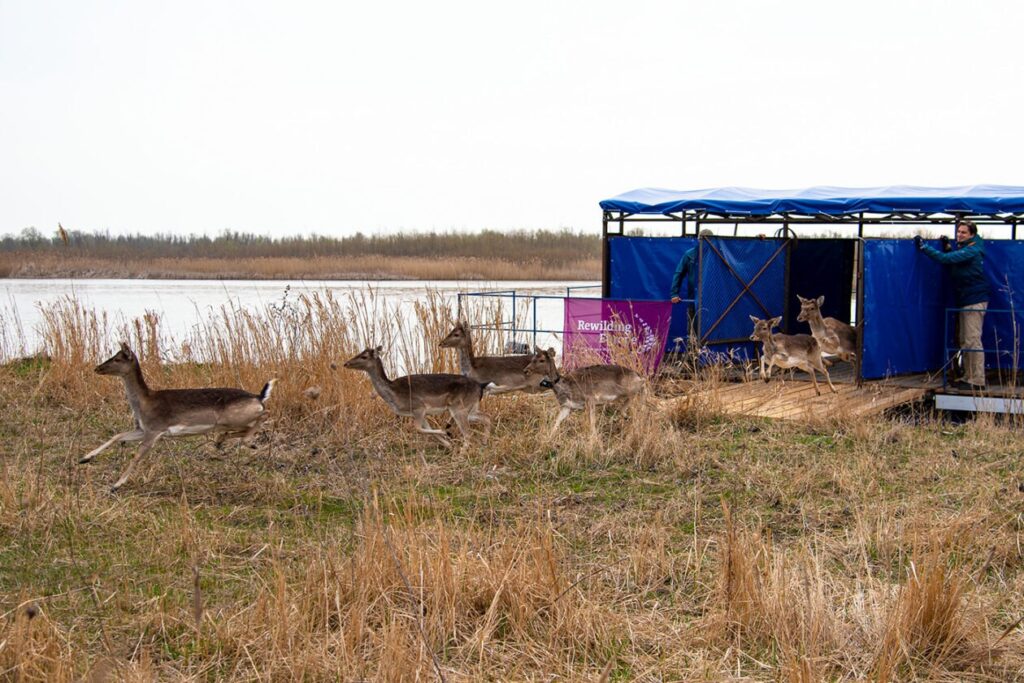 Дельта Дунаю