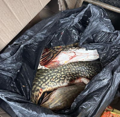 ікряна щука