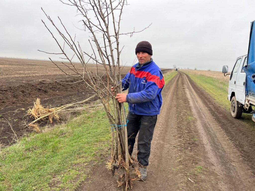 дерева Лиманське