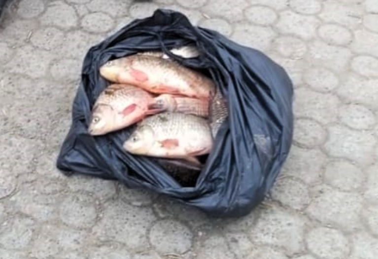 карасі