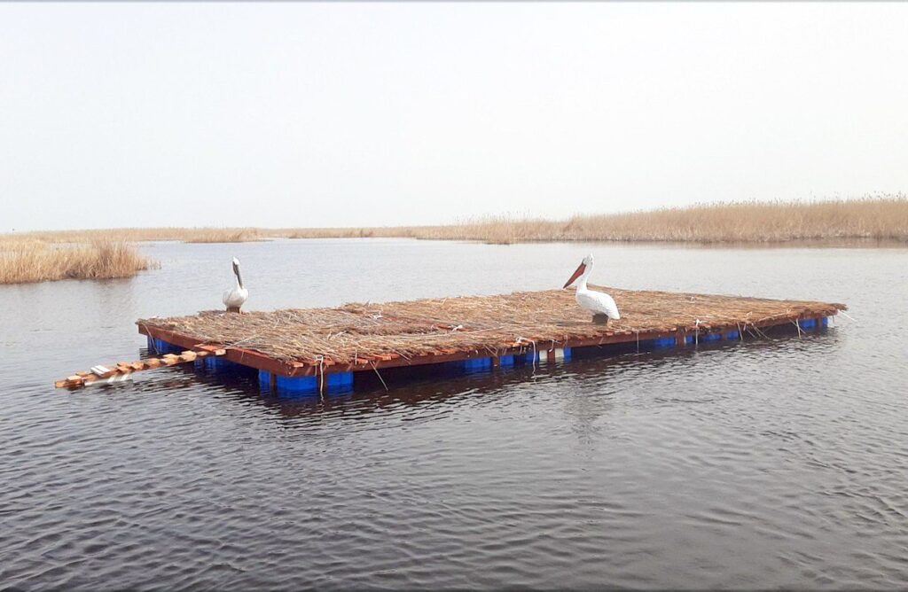 пелікани