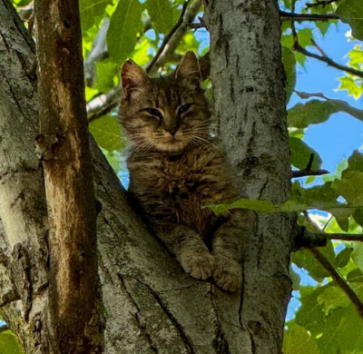 порятунок кота