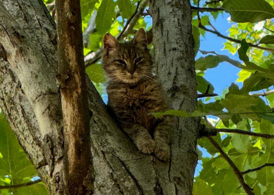 порятунок кота