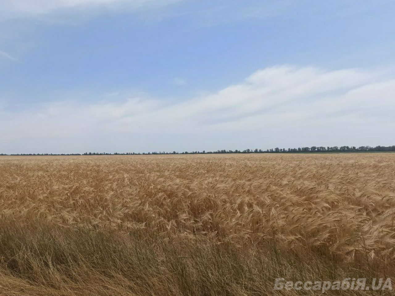 врожай Болград