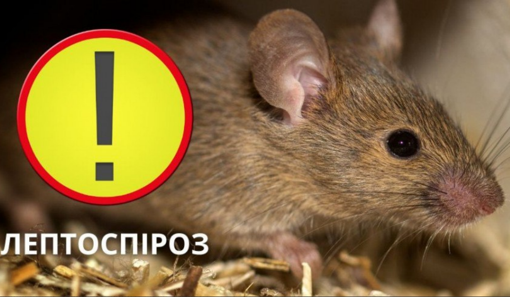 лептоспіроз
