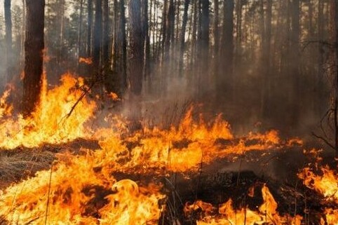 пожежа ліс