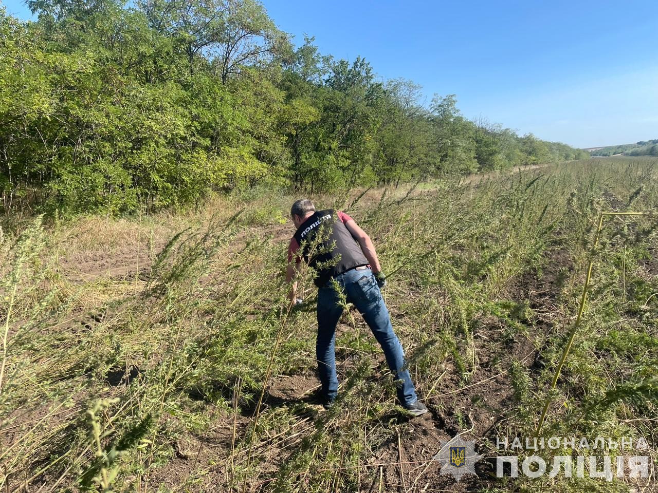 плантація конопель