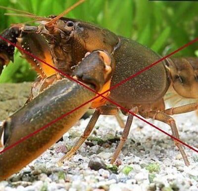 заборона на вилов раків