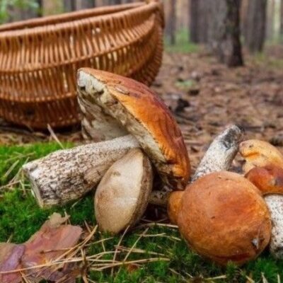 отруєння грибами