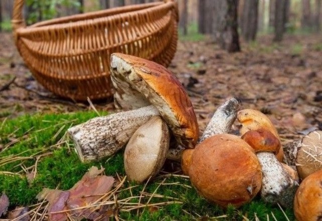 отруєння грибами