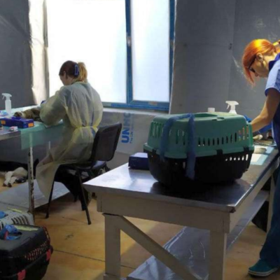 стерилізація тварин