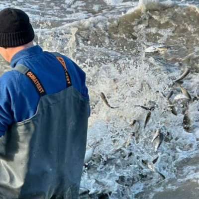 зариблення Ялпуг