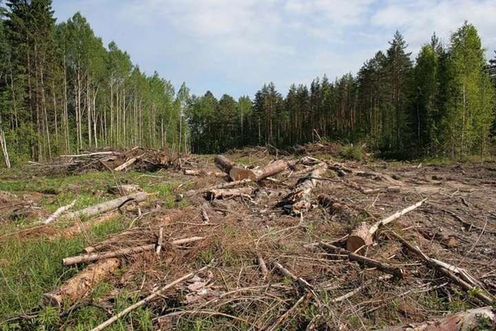 чорні лісоруби