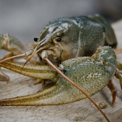 заборона на вилов раків