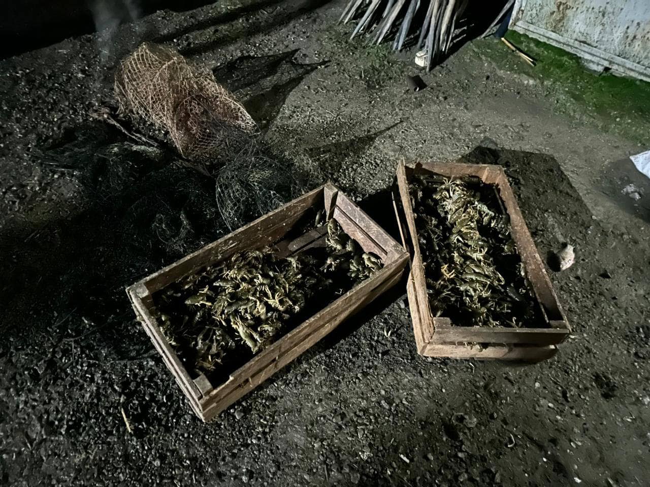 Кугурлуй раки
