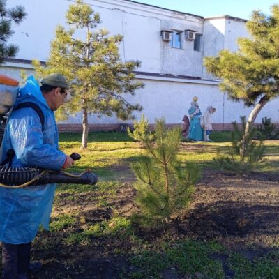 оброблення хвойних дерев