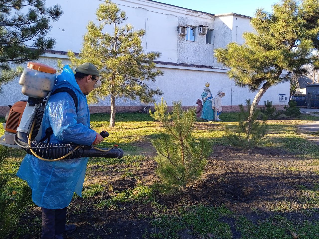 оброблення хвойних дерев
