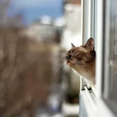 температурний рекорд