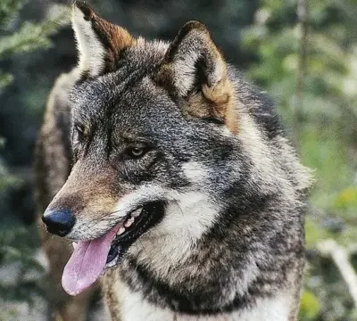 вовки на кордоні