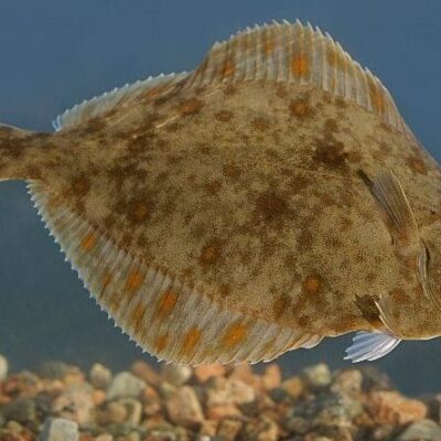 заборона на вилов глоси