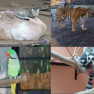 зоопарк пара року