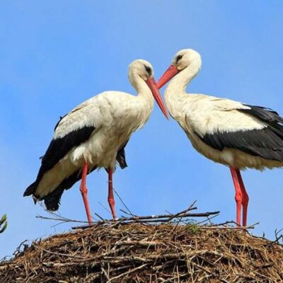 лелеки ДТЕК