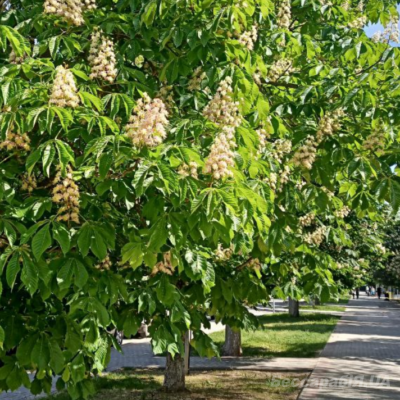 обробка каштанів