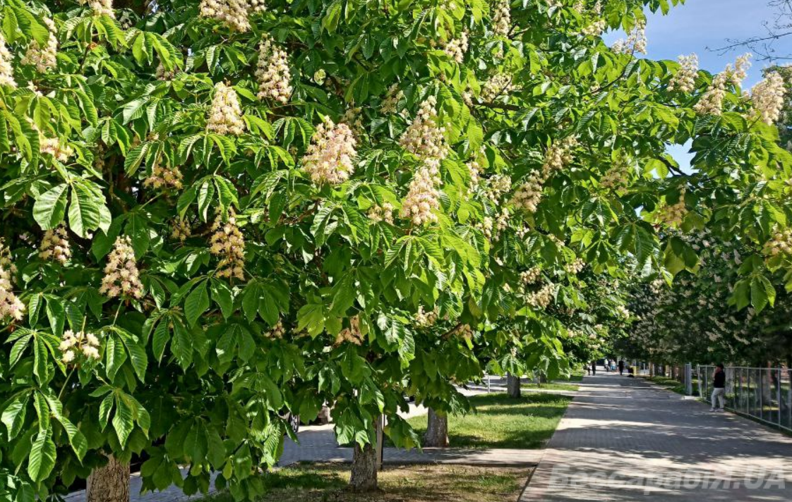 обробка каштанів