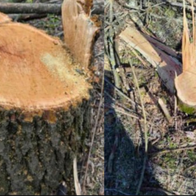 порубка дерев