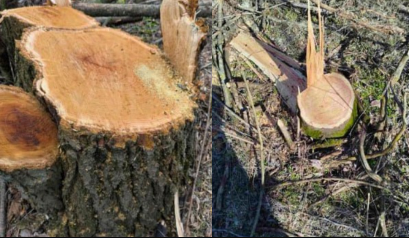 порубка дерев