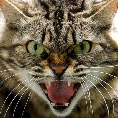 сказ Татарбунари