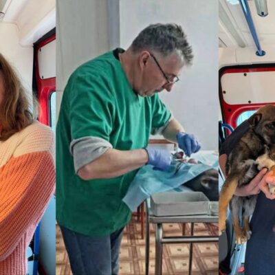 стерилізація тварин