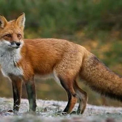 Болград лисиці