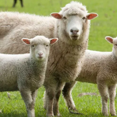 шахрайка худоба