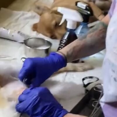 стерилізація Татарбунари