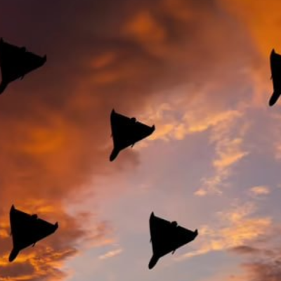 Вилкове атака