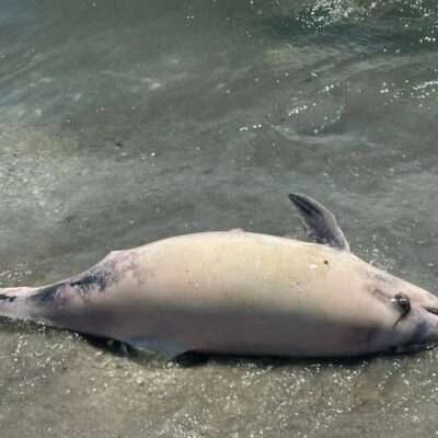 загиблий дельфін