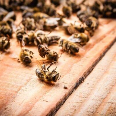 загинули бджоли