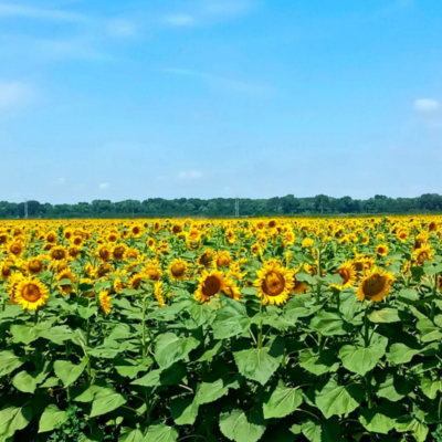 Екватор поливного сезону