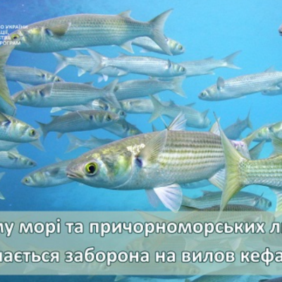 кефаль заборона