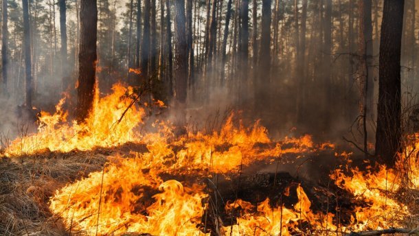 пожежа лісництво