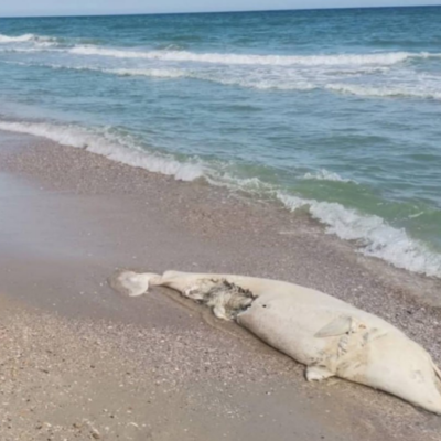 загиблі дельфіни